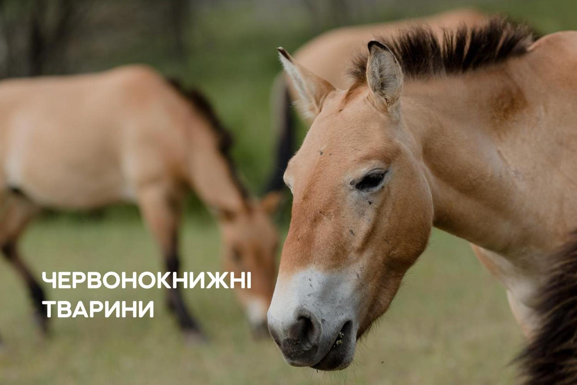 Dereville Sokolovka 외부 사진